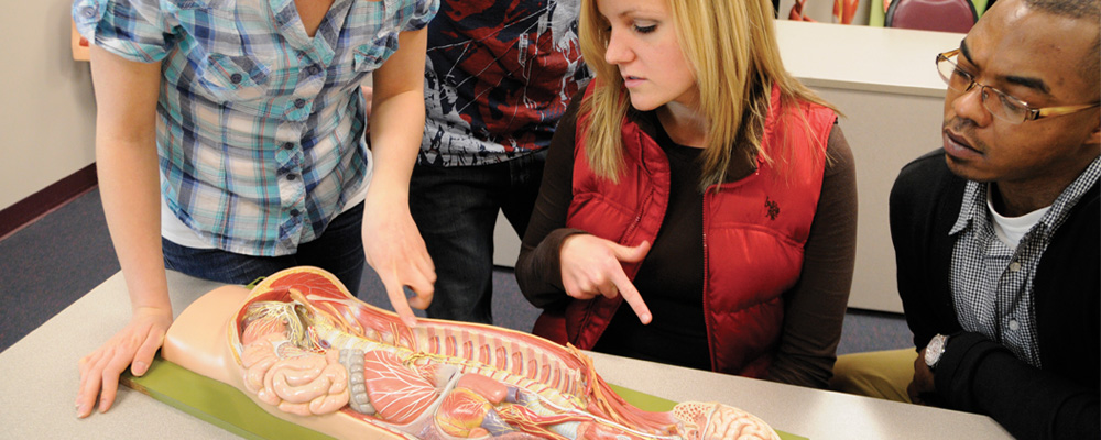 LIFE University DC-programmet lærer studentene ikke bare om ryggraden mens de lærer å bli kiropraktor, men også nervesystemet.