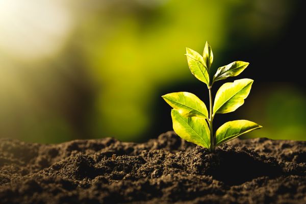Sustainability at Life University